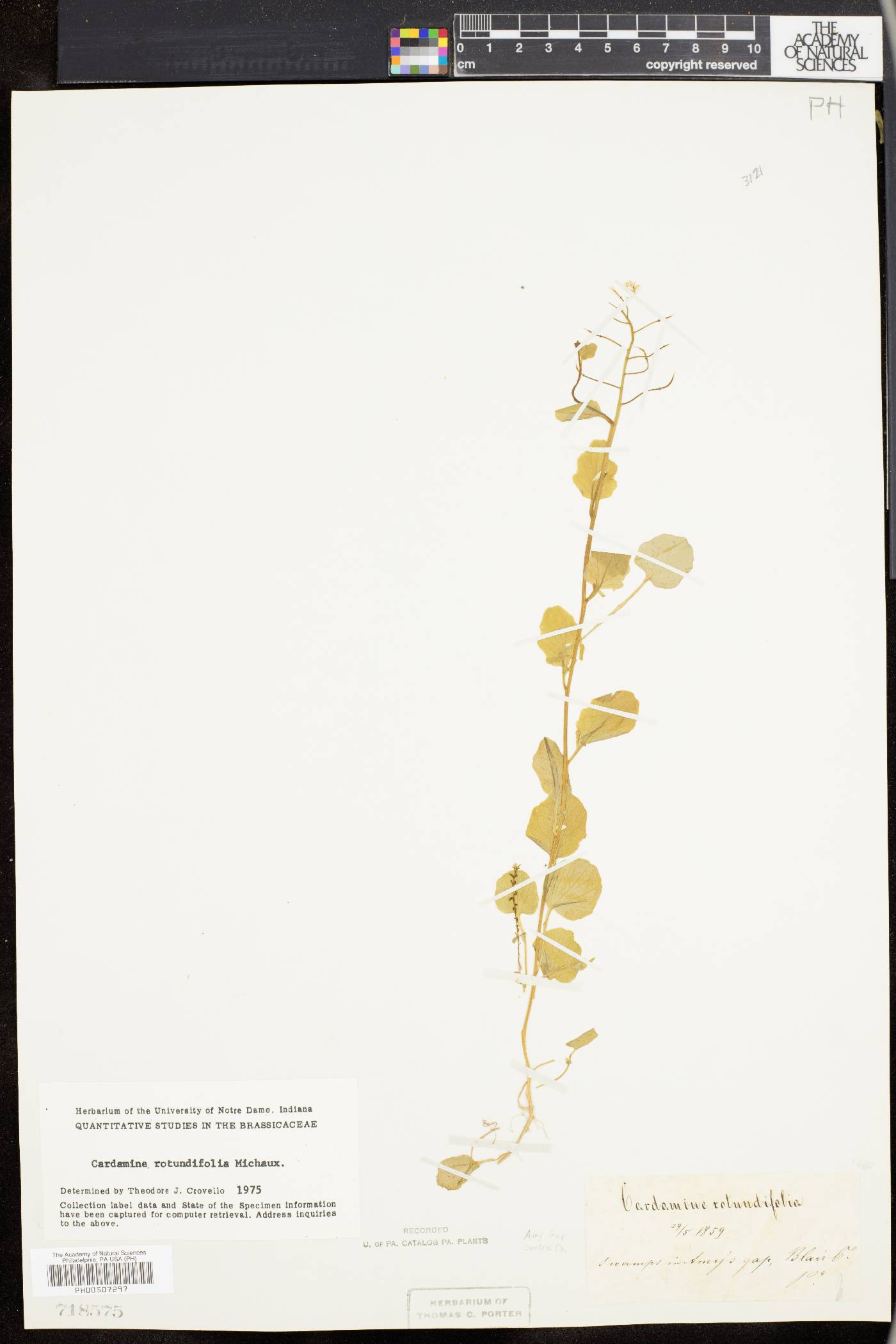 Cardamine rotundifolia image