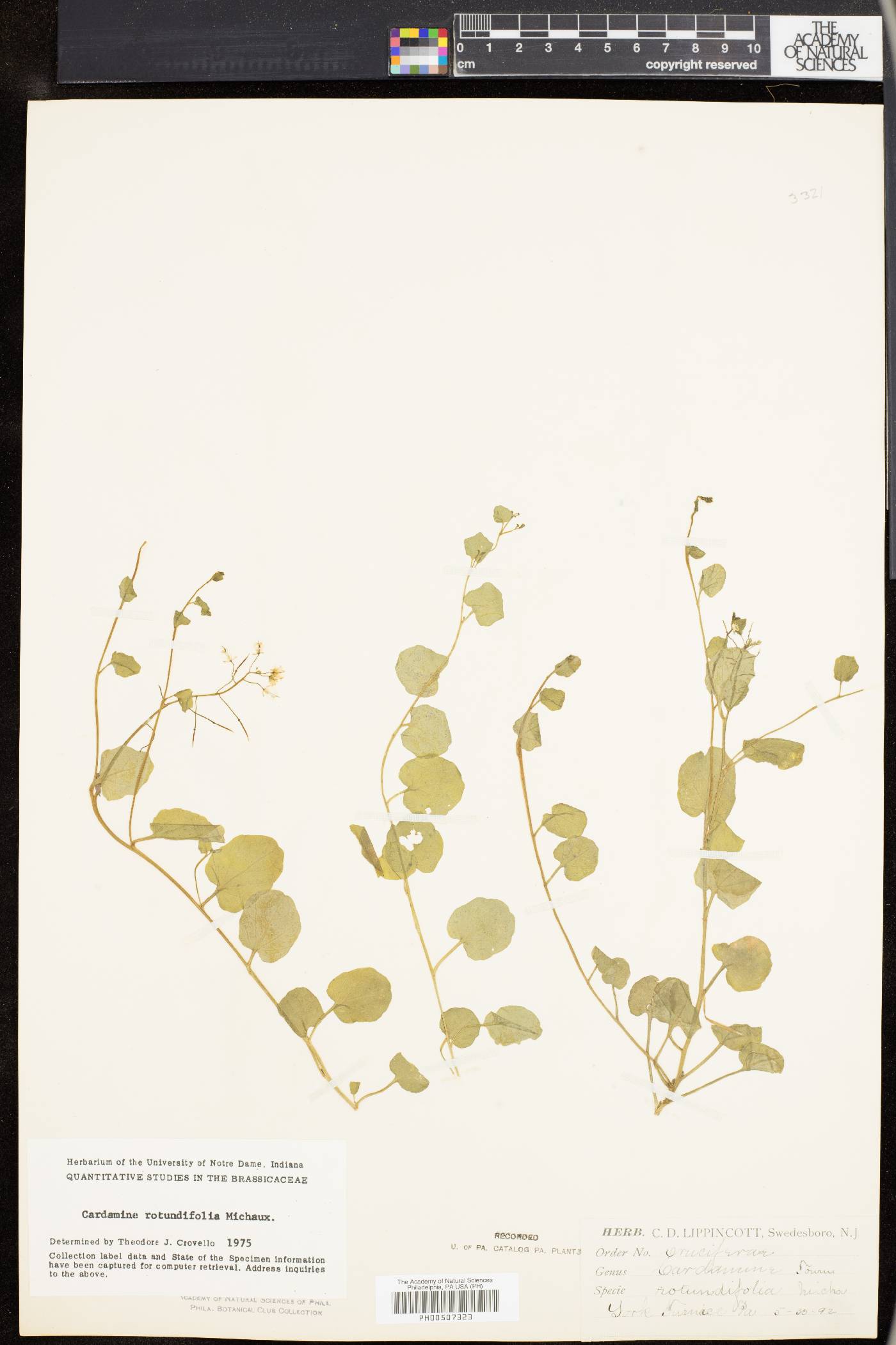 Cardamine rotundifolia image