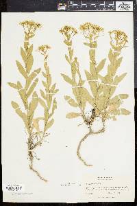 Lepidium draba image