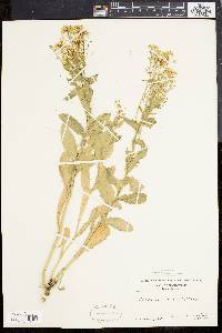 Lepidium draba image