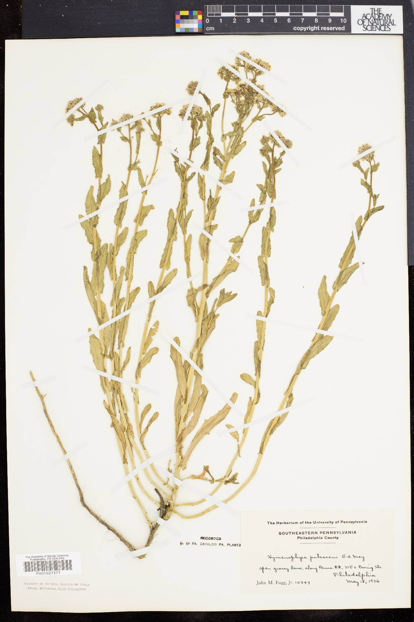 Lepidium appelianum image