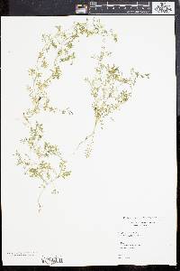 Lepidium didymum image