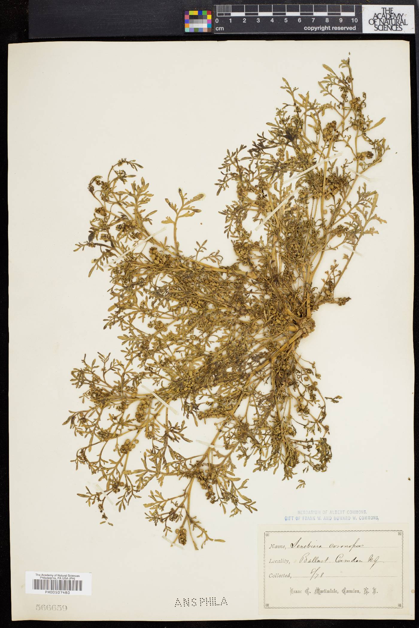 Coronopus procumbens image