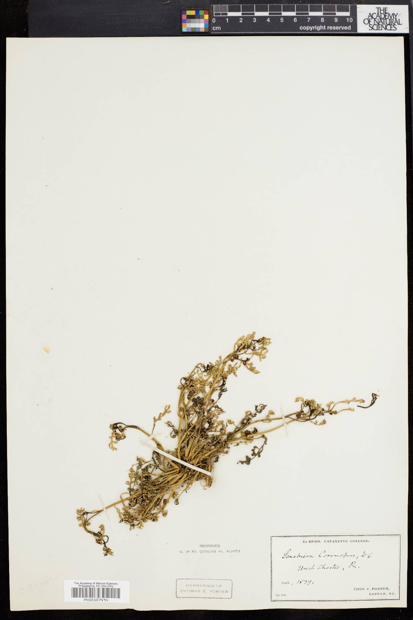 Coronopus procumbens image