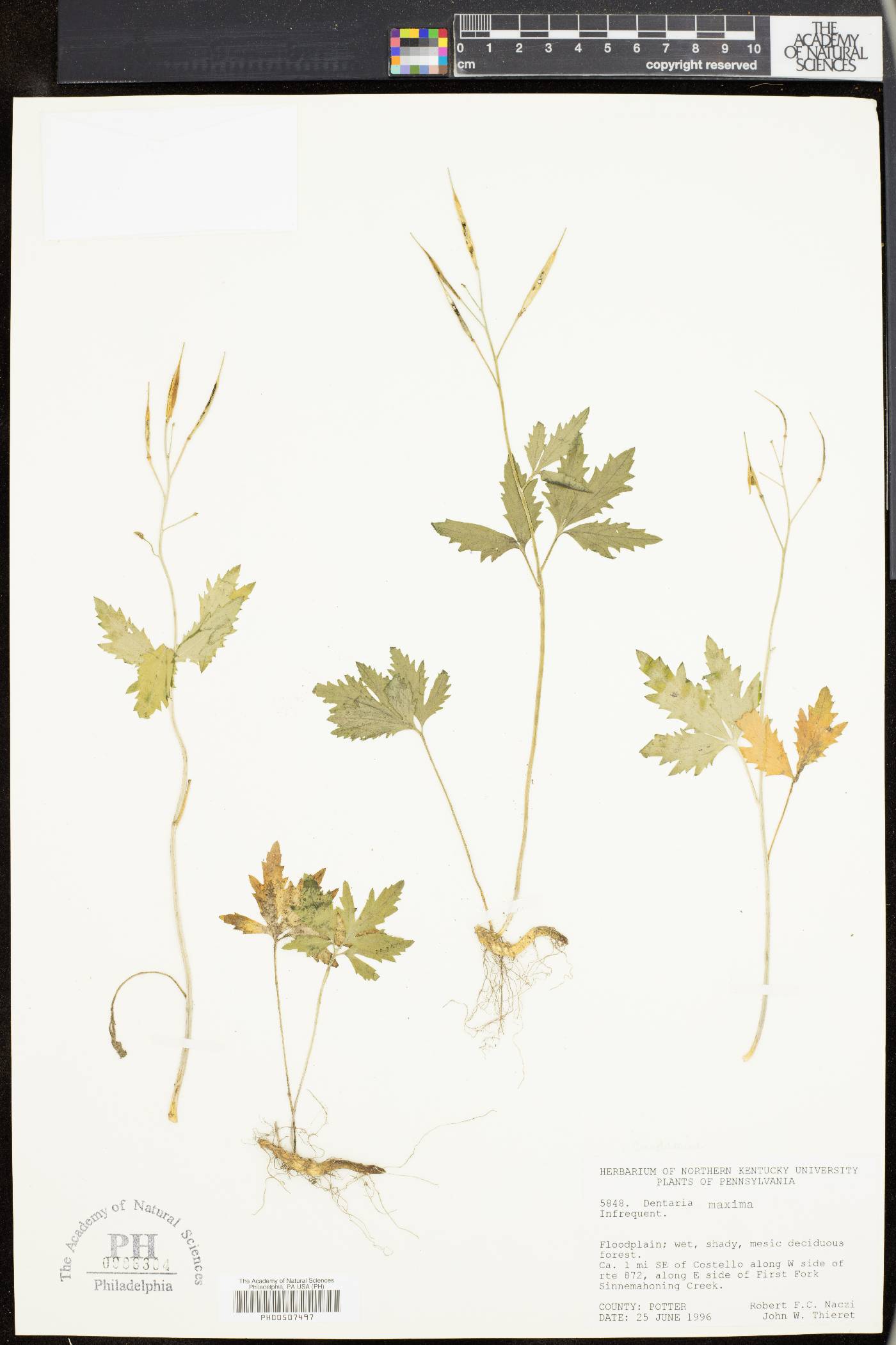 Cardamine maxima image