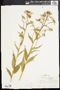 Hesperis matronalis image