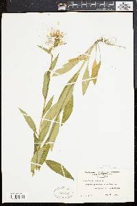 Hesperis matronalis image