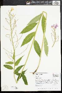 Hesperis matronalis image