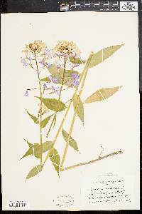 Hesperis matronalis image