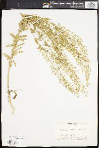 Lepidium campestre image