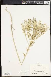 Lepidium campestre image