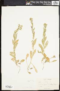 Lepidium campestre image