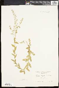 Lepidium campestre image