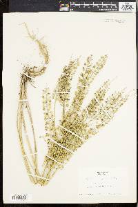 Lepidium campestre image