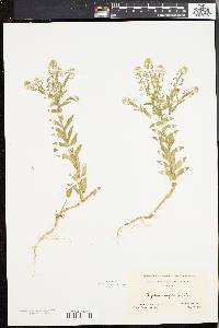 Lepidium campestre image