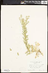 Lepidium campestre image