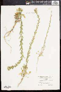 Lepidium campestre image