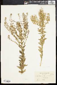 Lepidium campestre image