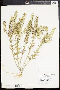 Lepidium campestre image