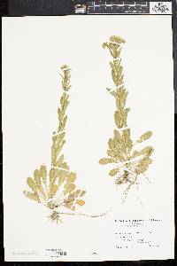 Lepidium campestre image