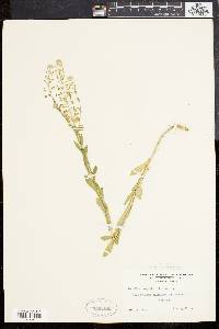 Lepidium campestre image