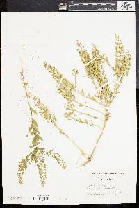 Lepidium campestre image