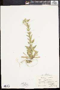 Lepidium campestre image