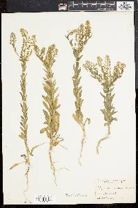 Lepidium campestre image