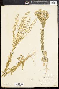 Lepidium campestre image