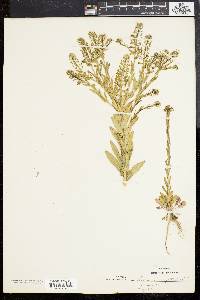 Lepidium campestre image