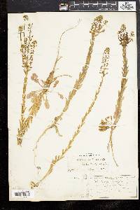 Lepidium campestre image