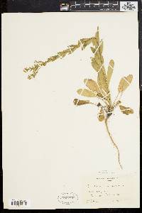 Lepidium campestre image