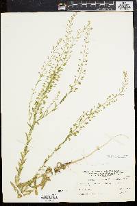 Lepidium campestre image