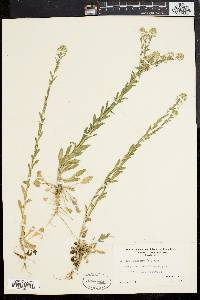 Lepidium campestre image