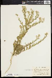 Lepidium campestre image