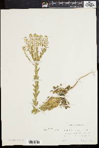 Lepidium campestre image