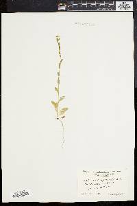 Lepidium campestre image