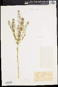 Lepidium campestre image