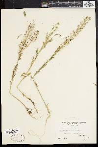 Lepidium campestre image