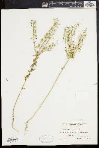 Lepidium campestre image