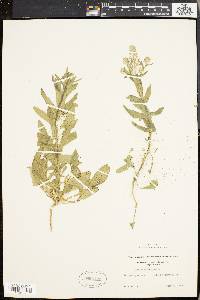 Lepidium campestre image