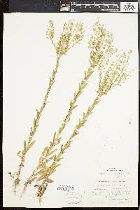 Lepidium campestre image