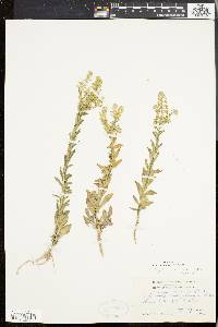 Lepidium campestre image