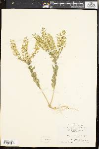 Lepidium campestre image