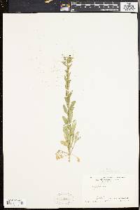 Lepidium campestre image