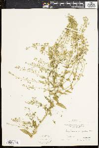 Lepidium campestre image