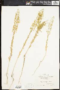 Lepidium campestre image