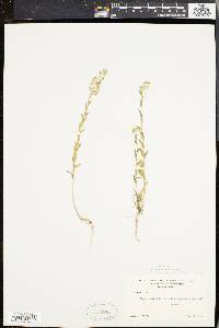 Lepidium campestre image