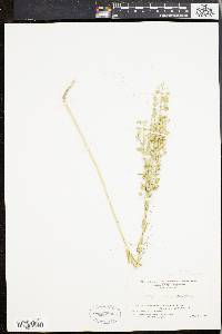 Lepidium campestre image