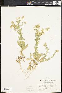 Lepidium campestre image